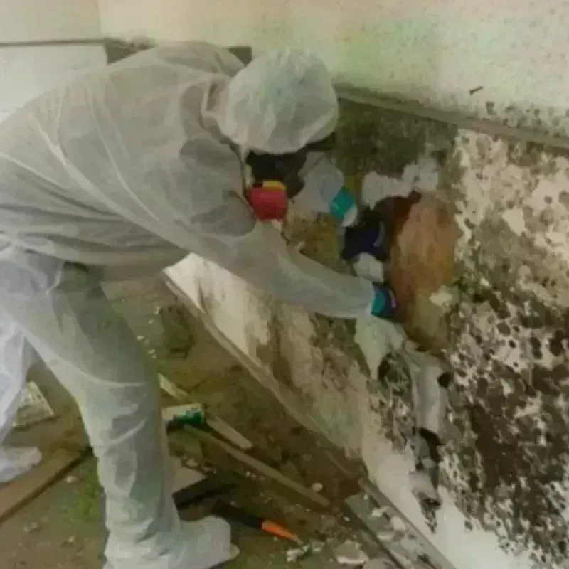 Mold Remediation and Removal in Middlebush, NJ